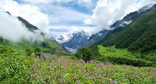 Why You Should Go for Valley of Flowers Trek