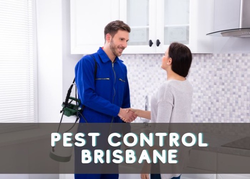 When Should You Hire Pest Control Brisbane?