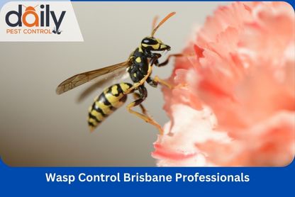 What are the Benefits of Hiring Pest Control Brisbane Services?