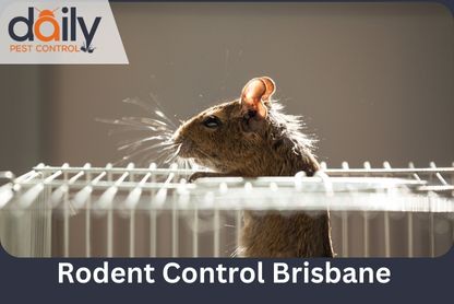 Why Rodent Control is Important for Every Home in Brisbane?