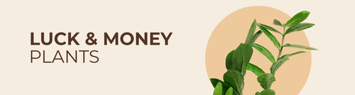 From Feng Shui to Décor: Types of Money Plants for Your Home