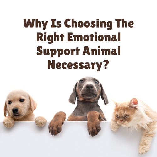 How To Effectively Choose An Animal As Your Emotional Support Animal.