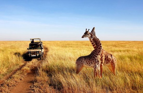 Find To Luxury Safaris in Kenya