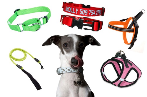 Must-have Accessories for Small Dogs