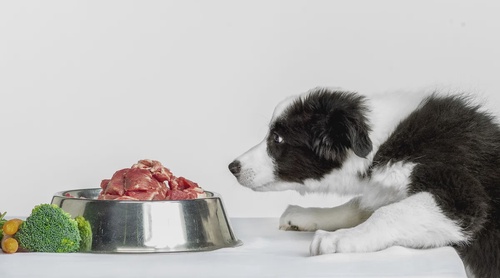 Is it Good to Feed Dogs Raw Food? Risks and Benefits of Raw Dog Food