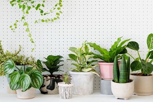 Do indoor plants really purify the air?