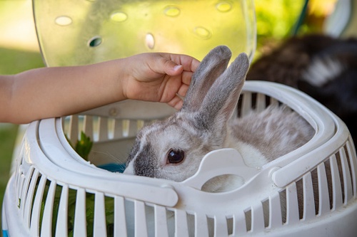 A Guide to Traveling with Pet Rabbits