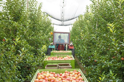 From Orchard to Plate: The Journey of Eco-Apples in Sustainable Farming