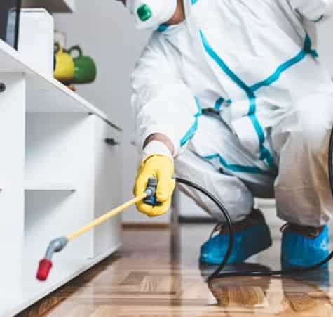 10 Effective Pest Control Tips to Keep Your Home Bug-Free