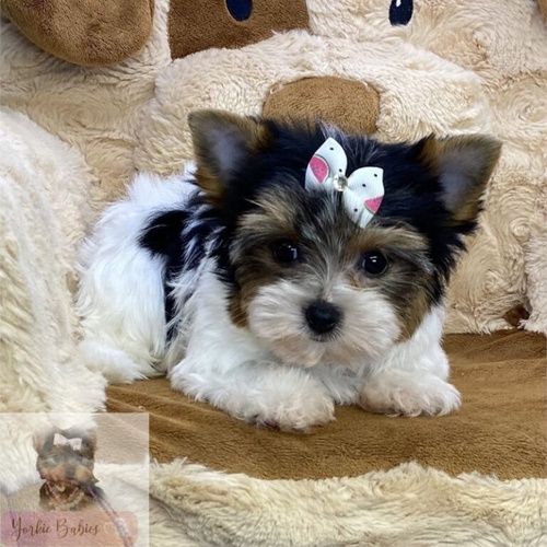 Cheap Maltese Puppies for Sale: Finding Your Perfect Companion on a Budget