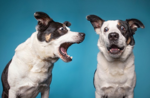 How to stop a dog barking?
