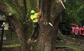 How Tree Trimming Can Help with Protecting Landscape and Preventing Diseases