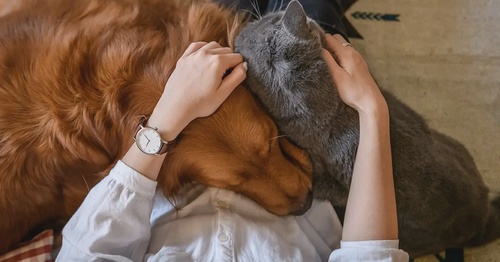 The Role of Pets in Promoting Mental Health and Well-Being