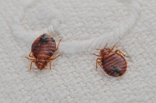 Unveiling the Mystery: Can You Really Hear Bed Bugs?