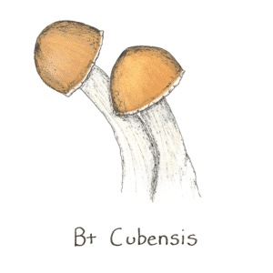 The Beginners Guide For Cultivating B+ Mushrooms