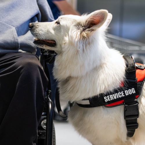 Why Do You Need A Psychiatric Service Dog Id Card? 