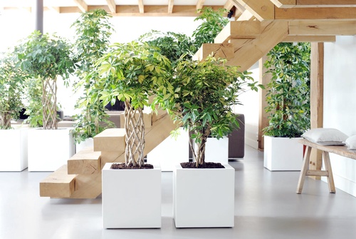 10 Must-Have Indoor Plants You Can Buy Online Today