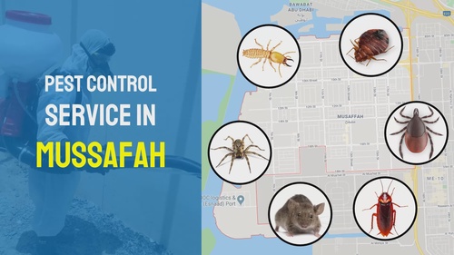 Effective Pest Control for Abu Dhabi and Mussafah Residents