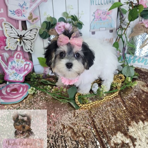 Tiny Shih Tzu for Sale: Your Perfect Furry Companion Awaits!