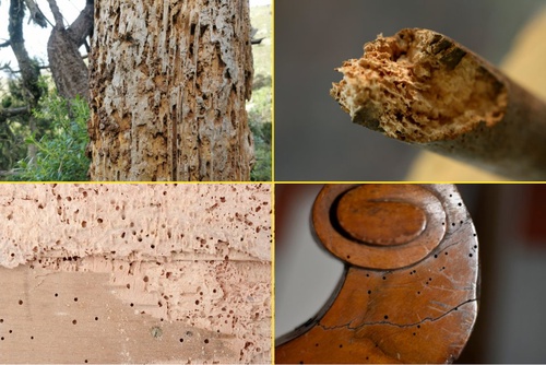 Holzzerstörende Insekten: Identifying and Preventing Wood-Destroying Pests