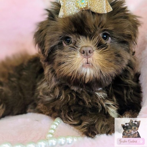 Why Toy Shih Tzu Puppies are Very Popular