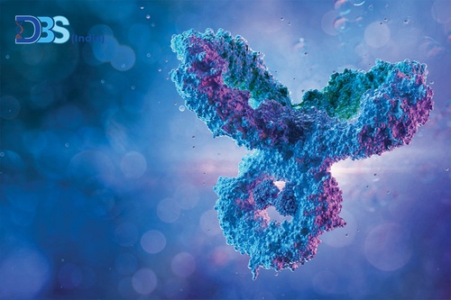 What is the Difference Between Primary and Secondary Antibodies?