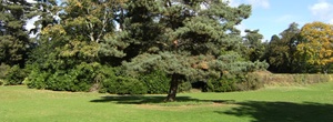 Why Should You Call Bedford Tree Surgeons