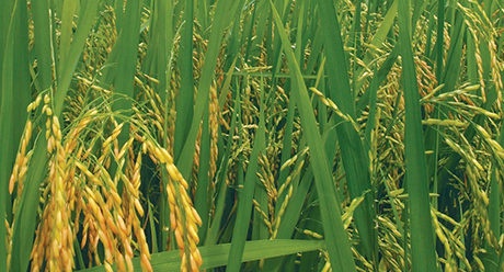 Effective Weed Control in Malaysia with Syngenta: Keeping Crops Thriving