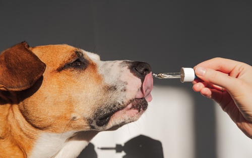 A Splash of Health: Unveiling the Benefits of Salmon Oil for Dogs