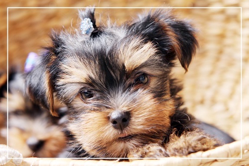 Maxine's Puppies: Your Premier Destination for Yorkie Puppies in Queens, NY, and Pennsylvania
