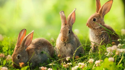 Bunny Bites and Rabbit Aggression: Unraveling the Myths