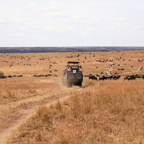 Unveil Kenya's Natural Wonders with Safari Holiday Packages