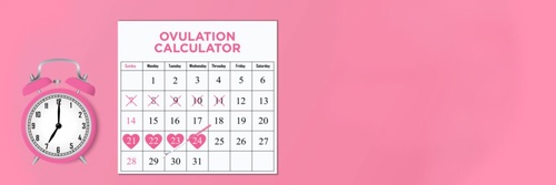 Understanding Ovulation: How to Use an Ovulation Calculator