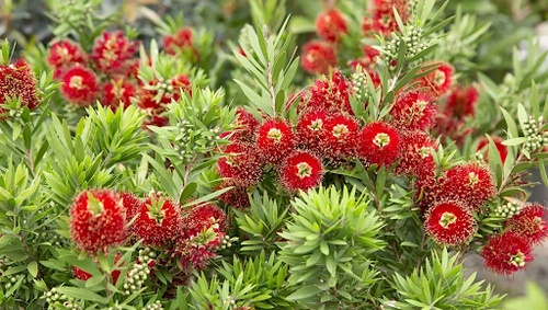 Callistemon: A Wildlife-Friendly Plant That Attracts Birds and Bees