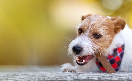 Dental Chews: Biting into Canine Oral Health