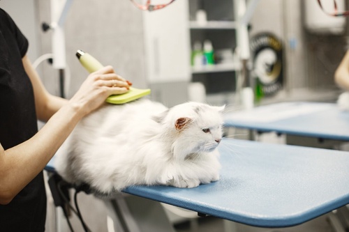The Essential Guide to Cat Grooming and Bathing