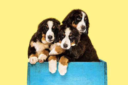 Puppies For Sale In Mississippi : Your Furry Companion