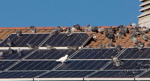 All about Bird Proofing Solar Panels
