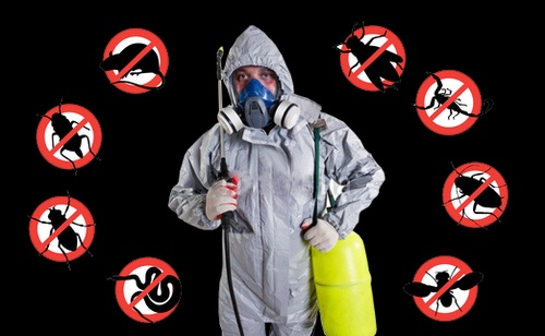 Emergency Pest Control: Effective Solutions on the Same Day