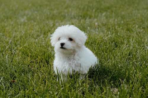 Maltipoo Puppies For Sale In Gurgaon At Best Prices