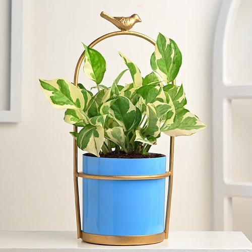 Embracing Green Serenity: Elevate Your Lifestyle with Indoor Plants