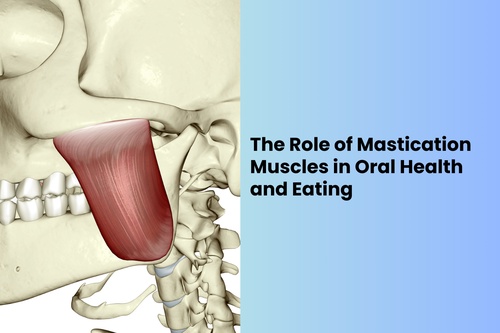 The Role of Mastication Muscles in Oral Health and Eating