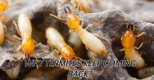 WHY TERMITES KEEP COMING BACK?