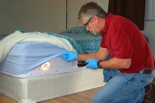 Bed Bug Removal Cleveland: Protecting Your Home and Sleep