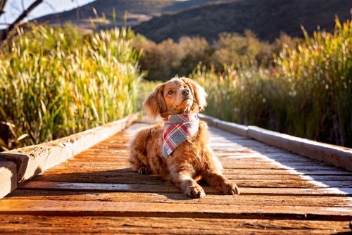 Benefits of Professional Pet Photography in Park City, Utah