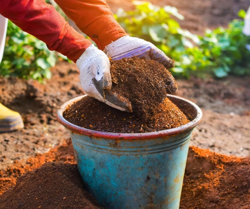 Organic Manure and Fertilizers: Buy Nature's Best Online for Your Garden's Growth