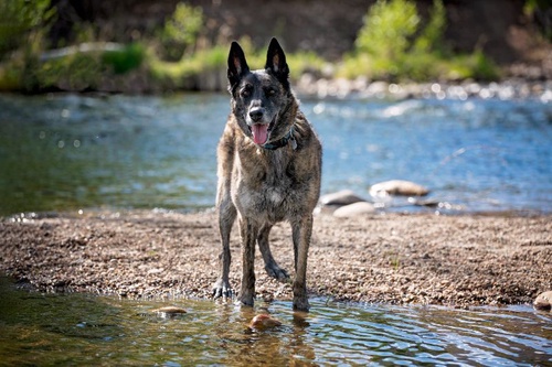 Take The Leap and Hire The Best Professional dog photography in Salt Lake County