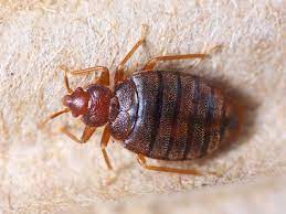 Unveiling the Origins: Where Do Bed Bugs Come From?