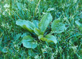 Broadleaf Weeds: Identification, Impact, and Effective Control Strategies