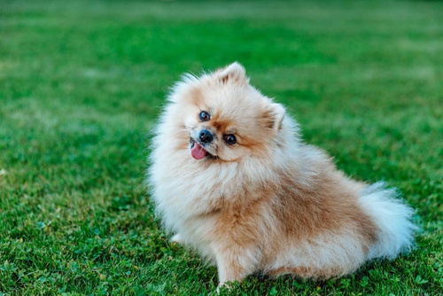 Top 6 Tips For Choosing and Raising Your Pomeranian Puppy